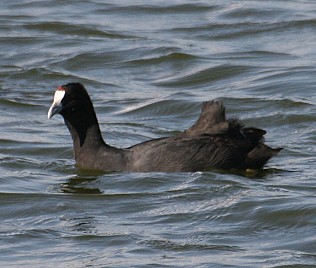 Kammblesshuhn, (Fulica cristata, Brutphase) 